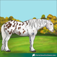 Horse Color:Silver Brown Splash Tobiano Appaloosa 