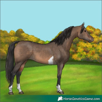 Horse Color:Brown Dun Tobiano 