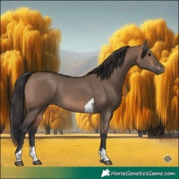 Horse Color:Brown Dun Tobiano 