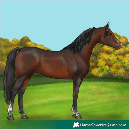 Horse Color:Bay Sabino Tobiano Rabicano