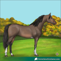 Horse Color:Brown Dun Sabino Tobiano Rabicano 