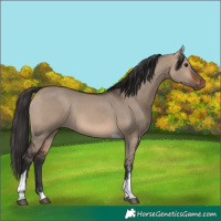 Horse Color:Brown Dun Sabino Tobiano Rabicano 