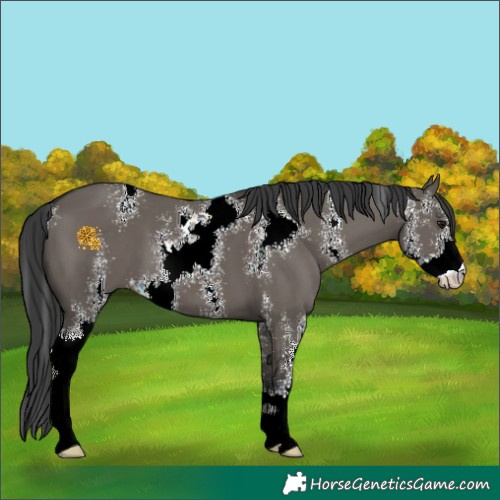 Horse Color:Grullo Sabino 