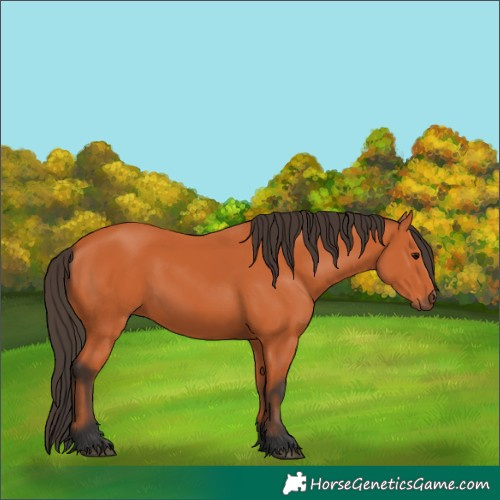 Horse Color:Bay 