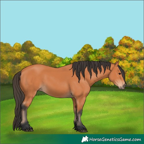 Horse Color:Bay 