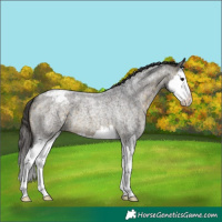 Horse Color:Buckskin Roan Splash Appaloosa 