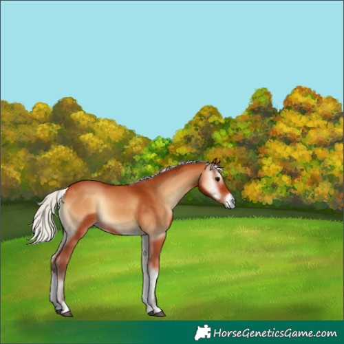 Horse Color:Silver Bay Onyx 