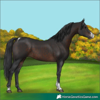 Horse Color:Brown Sabino Tobiano 