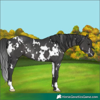 Horse Color:White Spotted Black Rabicano 