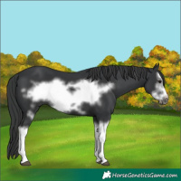 Horse Color:Black Splash Frame 
