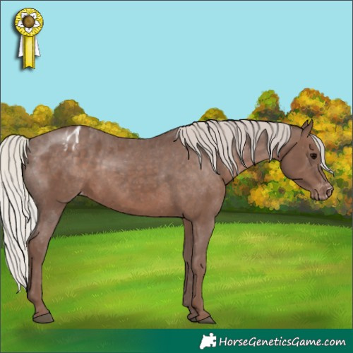 Horse Color:Silver Black Appaloosa 