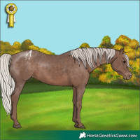 Horse Color:Silver Black Appaloosa 