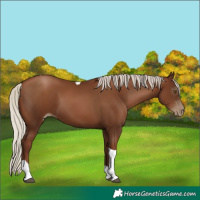 Horse Color:Gray Silver Black Pearl Tobiano