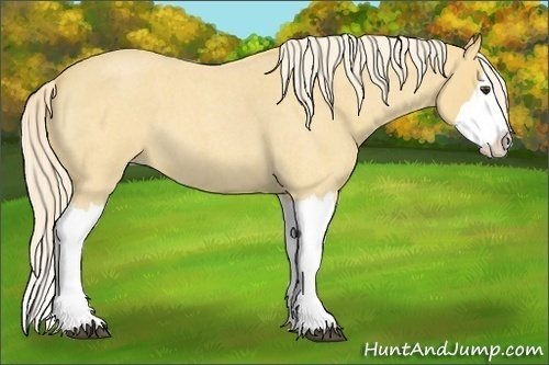 Horse Color:Palomino Roan Splash 
