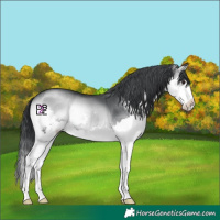 Horse Color:Blue Onyx Chinchilla Splash 