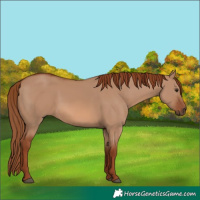 Horse Color:Red Dun 