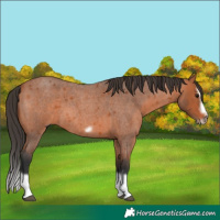 Horse Color:Bay Roan Splash Frame