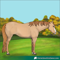 Horse Color:Red Dun Splash 