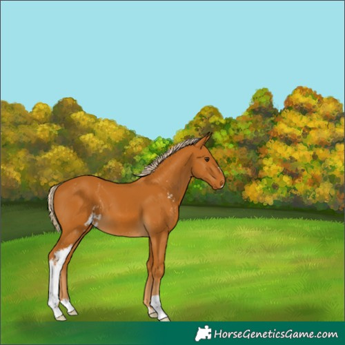 Horse Color:Palomino Sabino 