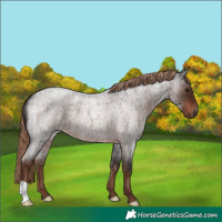 Horse Color:Liver Red Roan 