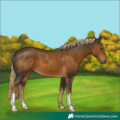 Horse Color:Chocolate Palomino 