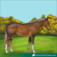Horse Color:Chocolate Palomino 