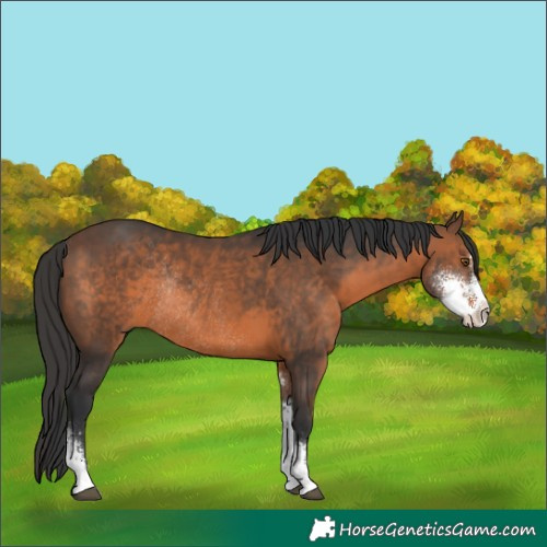 Horse Color:Brown Sabino Rabicano 