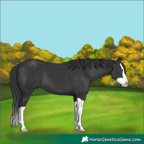 Horse Color:Black Splash 