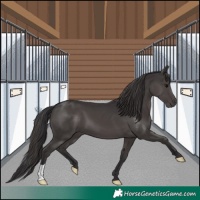 Horse Color:Smoky Black 