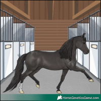 Horse Color:Smoky Black 