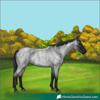 Horse Color:Midnight Blue Ice Roan 