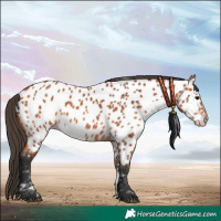 Horse Color:Bay Appaloosa