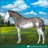 Horse Color:Grullo Sabino Splash Rabicano 