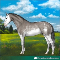 Horse Color:Grullo Sabino Splash Rabicano