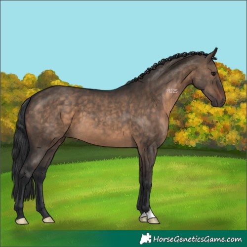 Horse Color:Brown Dun 