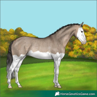 Horse Color:Bay Dun Splash Rabicano