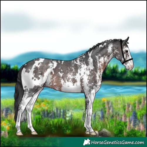 Horse Color:White Spotted Brown Sabino