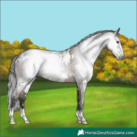 Horse Color:Gray White Spotted Brown