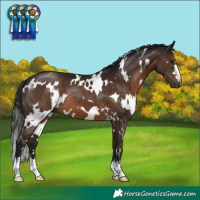 Horse Color:Gray White Spotted Brown 