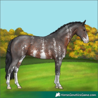 Horse Color:Brown Sabino