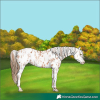 Horse Color:Gold Champagne Appaloosa and Gray Gold Champagne Appaloosa
