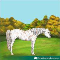 Horse Color:Gold Champagne Appaloosa  and Gray Gold Champagne Appaloosa 