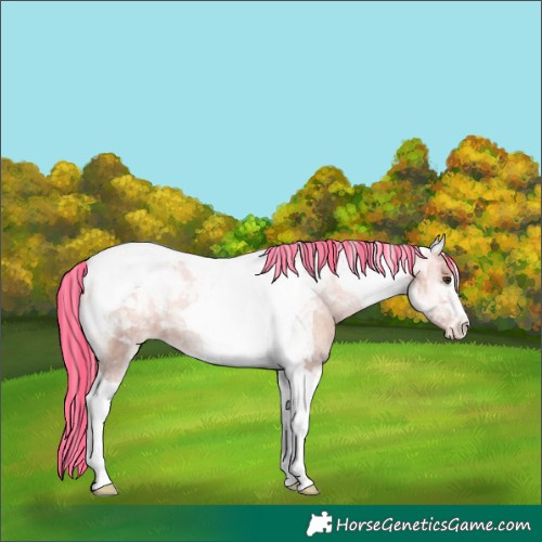 Horse Color:Painted Silver Sable Champagne Onyx Tobiano Appaloosa 