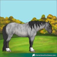 Horse Color:Blue Roan 
