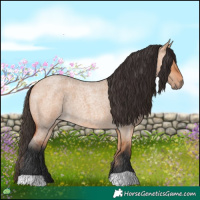 Horse Color:Bay Roan Dun 