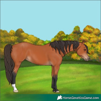 Horse Color:Bay 