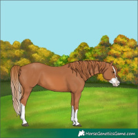 Horse Color:Chestnut Splash 