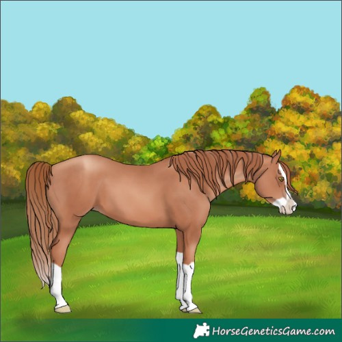 Horse Color:Gold Champagne Splash 