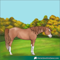 Horse Color:Gold Champagne Splash 