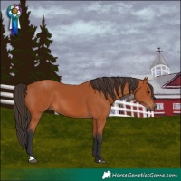 Horse Color:Bay 